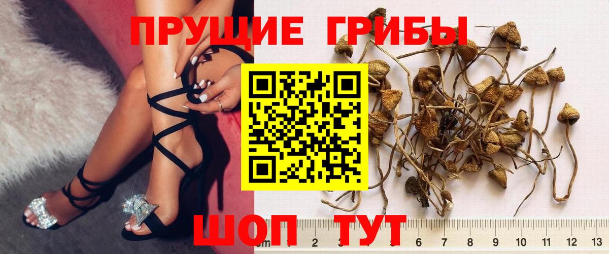 Галлюциногенные грибы Psilocybe Чита