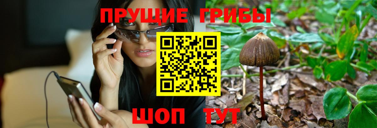 Чита  Псилоцибиновые грибы прущие грибы  Вход с VPN 
